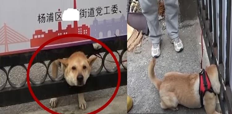 WATCH: Naughty pet dog gets its head firmly trapped in a hole