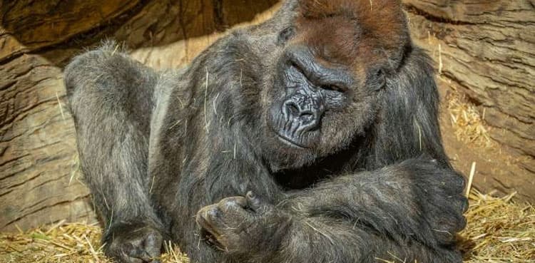 Gorilla treated with antibodies recovering from Covid, says US zoo