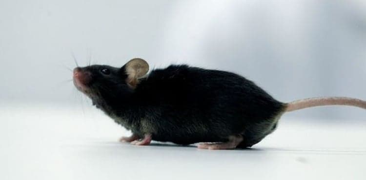 German scientists make paralyzed mice walk again