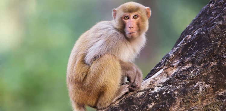Monkey attacks IWMB employee at Margalla Hills over not offering food  