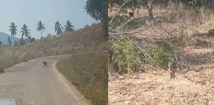 Monkeys raid farm in Thailand to steal food as COVID-19 hampers supply