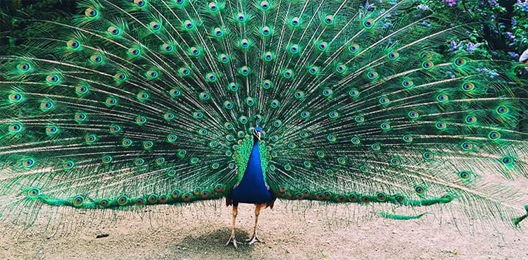 Viral disease hits peacocks in Tharparkar, over dozen die