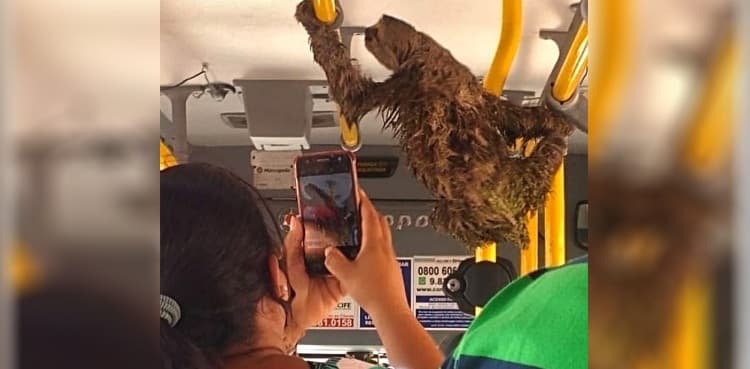 WATCH: Sloth enjoys city bus ride