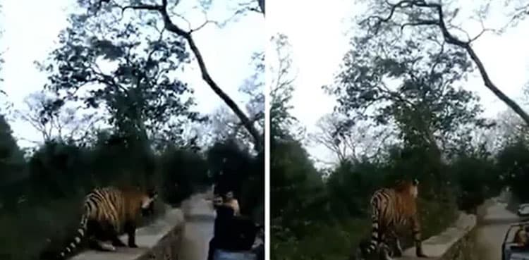 Video of tiger getting 'too close' to tourists' vehicle goes viral