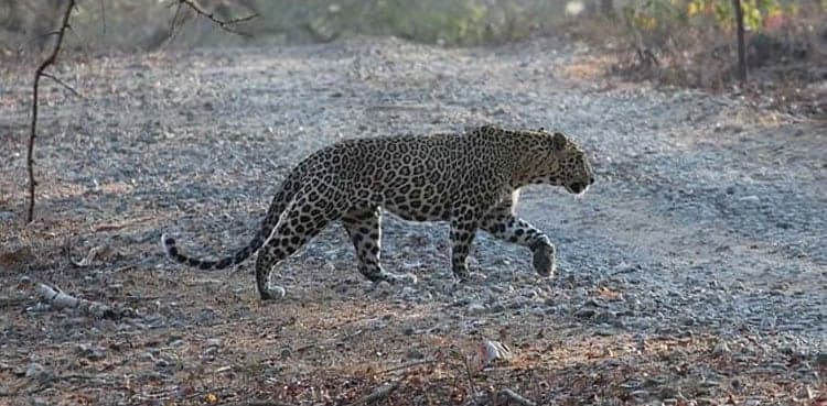 Leopard spotted in Tharparkar for the first time killed by locals