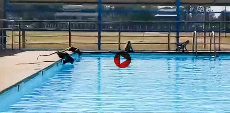 WATCH: Monkeys enjoying a swim after raiding school