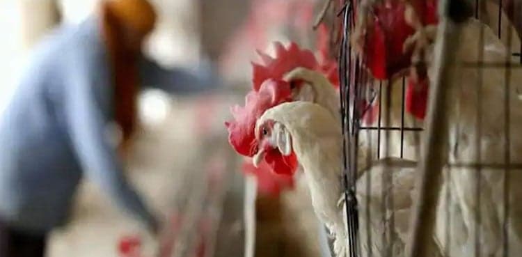 Is there a risk of human spread of H5N8 bird flu? WHO clarifies