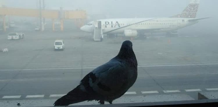 Karachi, Lahore airports to get bird repellent system
