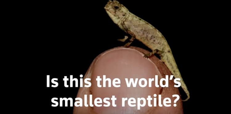 This newly discovered chameleon is so tiny it can fit on your fingertip