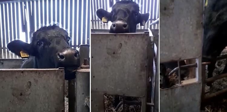 Cow uses unique trick to unbolt door for escaping cattle pen