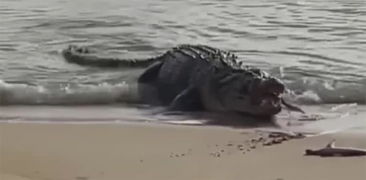 Giant crocodile eats two sharks at seashore, video goes viral