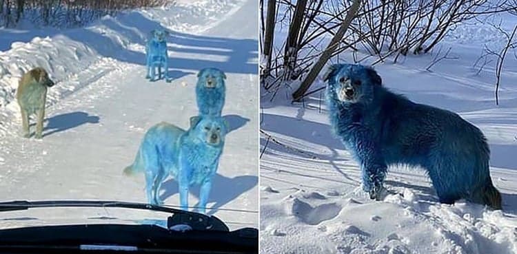 Stray dogs turn shiny blue in Russia