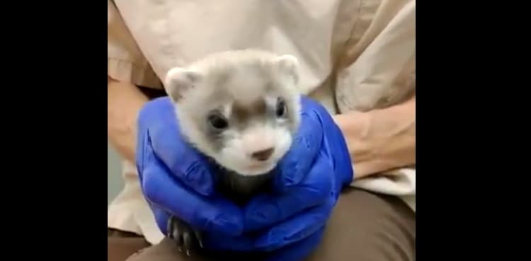 WATCH: Scientists unveil first clone of endangered black-footed ferret