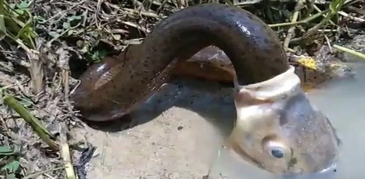 Did fish really swallow eel in this bizarre video?