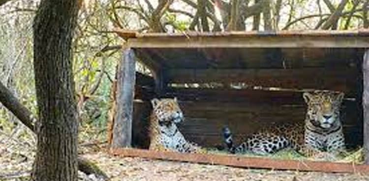 Jaguar cubs born to rare wild-captive parents