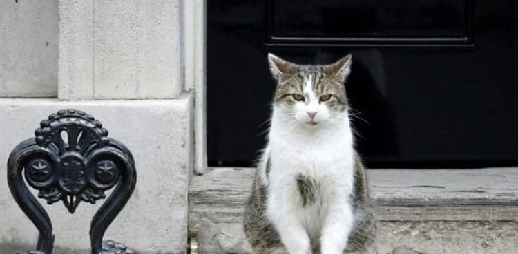 Larry the Cat marks 10 years' ruling Downing Street roost