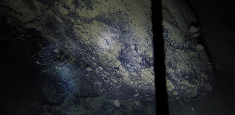 Scientists discover life under 890 meters of ice in Antarctica