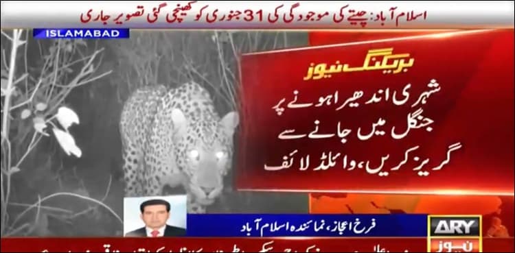 Five leopards spotted in Margalla Hills National Park, alert issued
