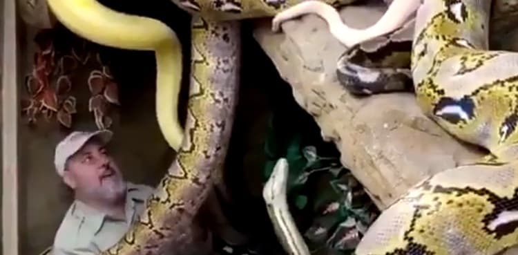Viral video: Man surrounded by snakes of all sizes in zoo