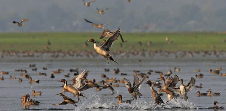 Over 600,000 migratory birds flocked to Sindh this year: survey