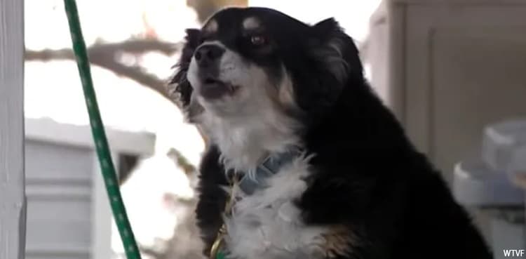 Dog becomes millionaire, inherits $5 mln from late owner