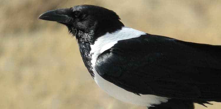Zoo seeks public's help to find missing pied crow