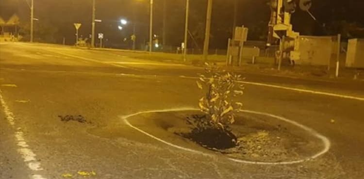 Unique idea: Citizens plant tree in pothole to get attention of municipality