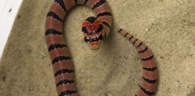 10 apartments evacuated after venomous snake escapes terrarium