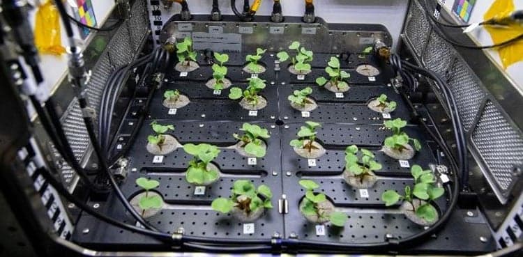 NASA grows radishes in space in pursuit of food