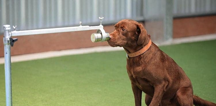 Thai sniffer dogs can detect COVID-19 in sweat