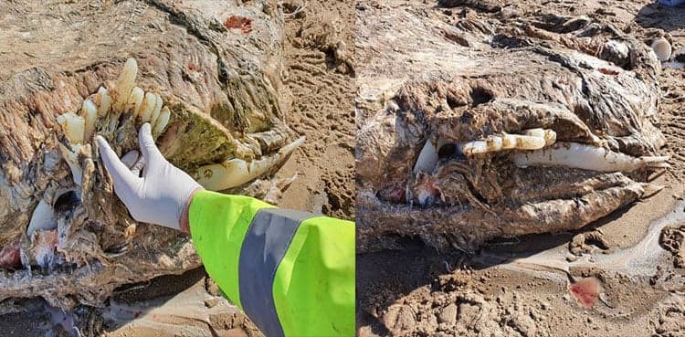 Mysterious sea beast weighing four tonnes washes up on beach