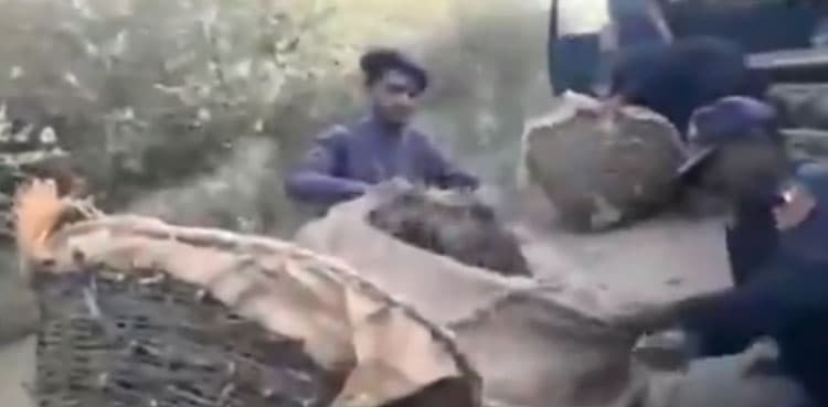 Video: Over 6,800 birds being smuggled to Karachi rescued, set free