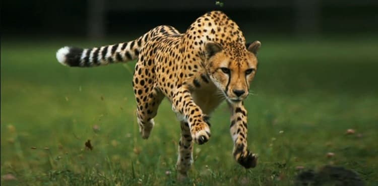WATCH: Abbottabad locals kill prowling leopard caught attacking elderly man