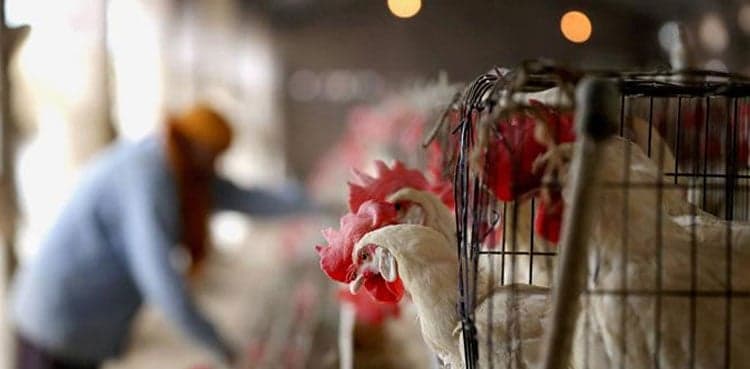 Cattle epidemic: Chicken meat price skyrocket to Rs570 per kg