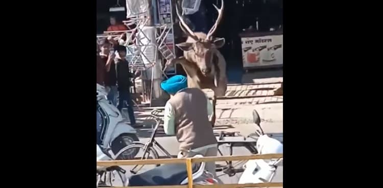WATCH: Swamp deer creates chaos in market