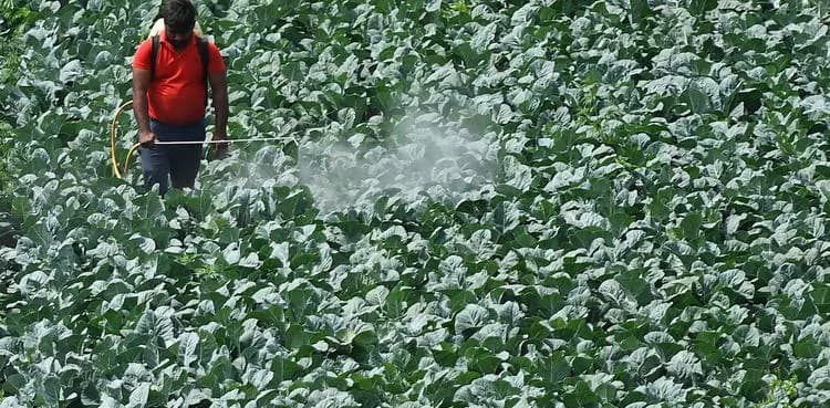 A third of global farmland at 'high' pesticide pollution risk