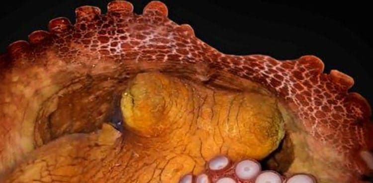 Octopuses, like humans, sleep in two stages, may dream