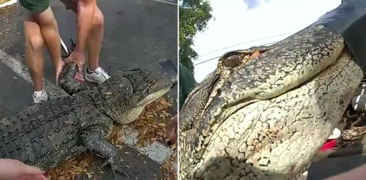 WATCH: 10-foot alligator found resting beneath car