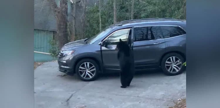 Bear steals a pack of snacks from car, video goes viral  