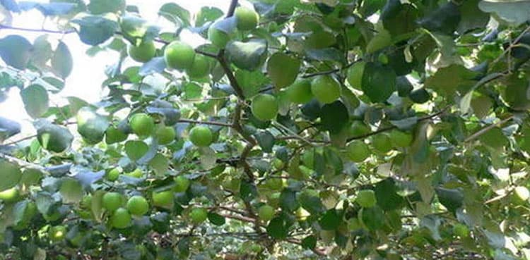 Thar yields fruits thanks to bio-saline agriculture techniques