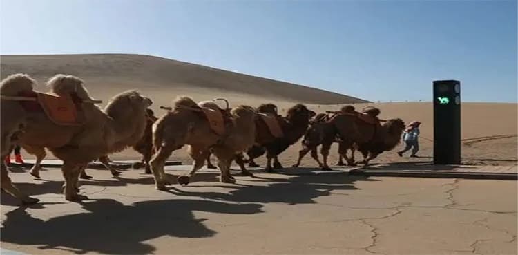 China installs new traffic signals... but in deserts and for camels!