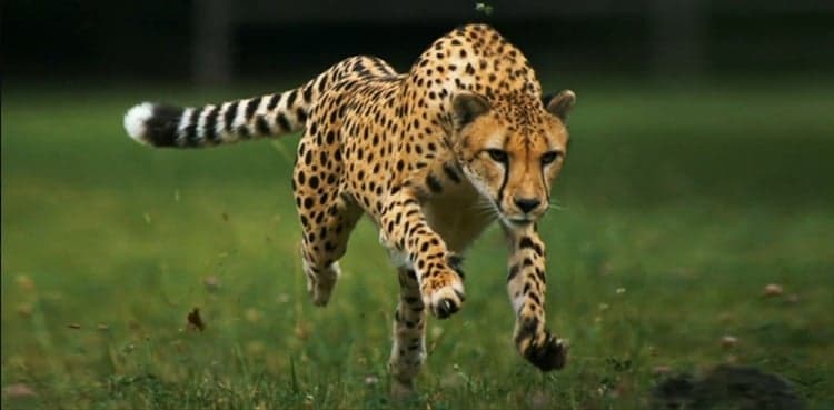 Three booked over killing leopard in Abbottabad