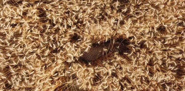 Can you spot a leopard in this photo?
