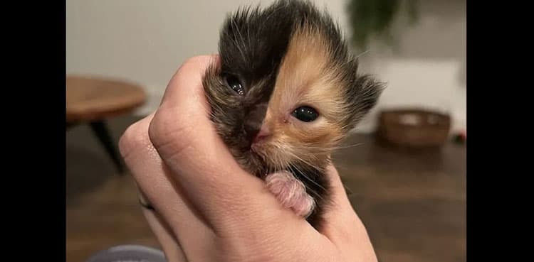 WATCH: This kitten has two-tone face perfectly split in half   