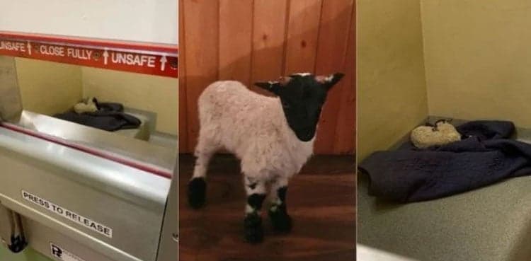 Adorable lost lamb spends night in prison cell
