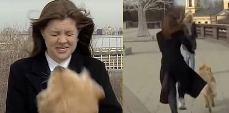 Dog steals reporter’s mic during live broadcast, video goes viral