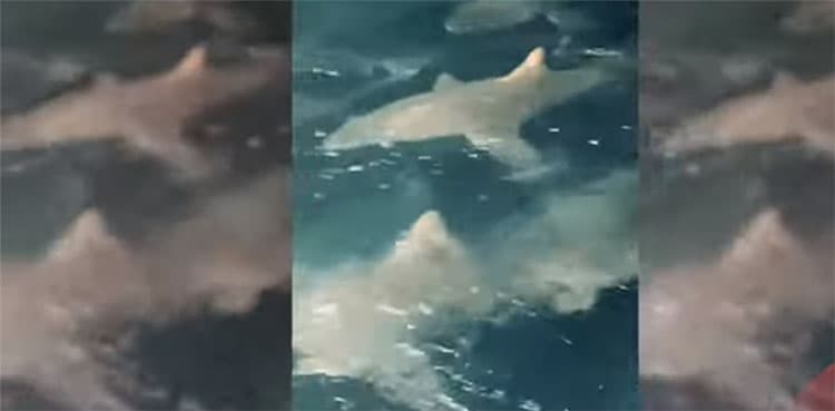 WATCH: Fisherman shares how he's been chased regularly by '200 sharks'