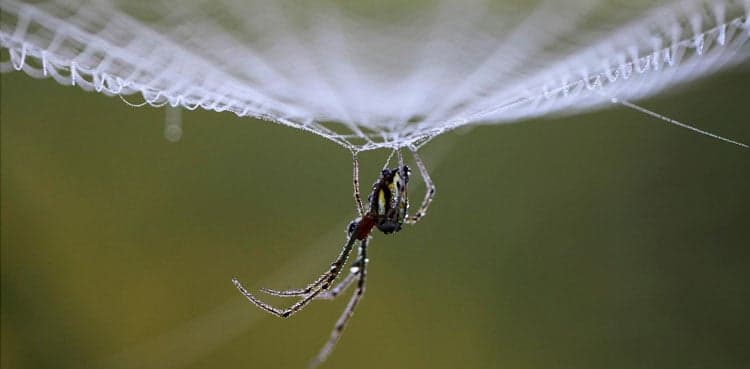 Listen to the music of a spider's web. Tell me what do you hear?