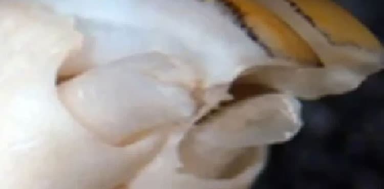 Scientists develop genetic treatment which can regrow teeth   