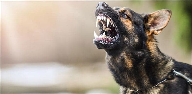 Stray dogs maul five-year-old girl in  Jacobabad